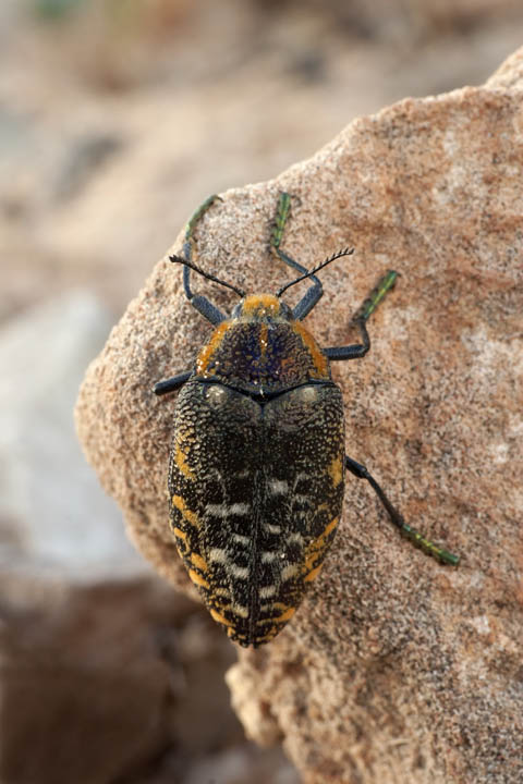 ID coleottero: Julodis clouei di Socotra